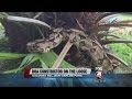 Pet Boa Constrictor On The Loose Near Fort Myers