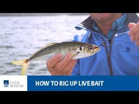 How to rig up live bait - fishing tip with Al McGlashan | Club Marine