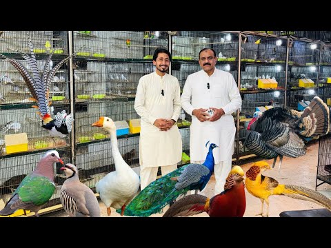Multan Birds Market 05 February 2026 latest update | Birds Paradise Multan | Mustaq Ahmed |
