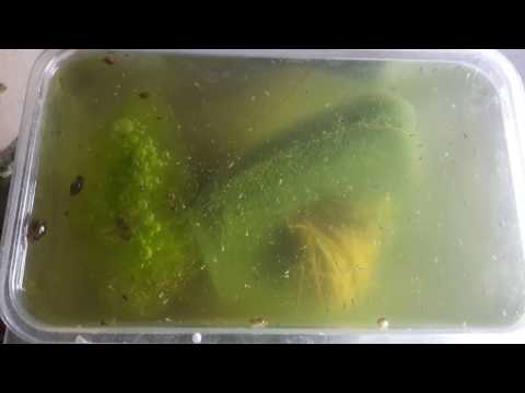 Frisch geschlüpfte Medaka Larven