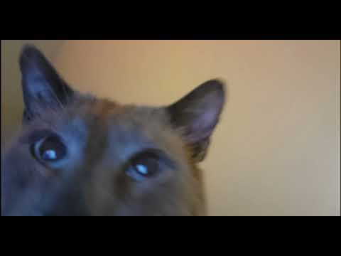 PLAYA DSYS - APOCALYPSE 