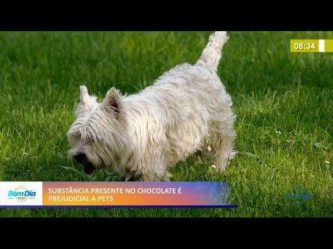 Substância presente no chocolate é prejudicial aos Pets 01 04 2021