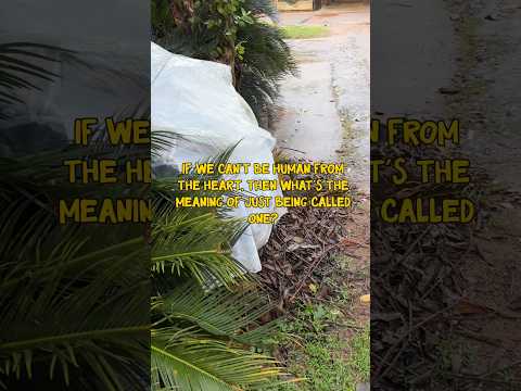 Be The Reason Every Life Feels Safe💗🐶 #shortvideo #doglove #youtubeshorts #youtube