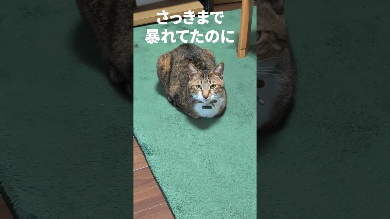 【ガンガンいこうぜ】のはずが…？急に静かになった保護猫の視線の先には… #保護猫 #猫のいる暮らし #風呂猫 #cat #猫は小判