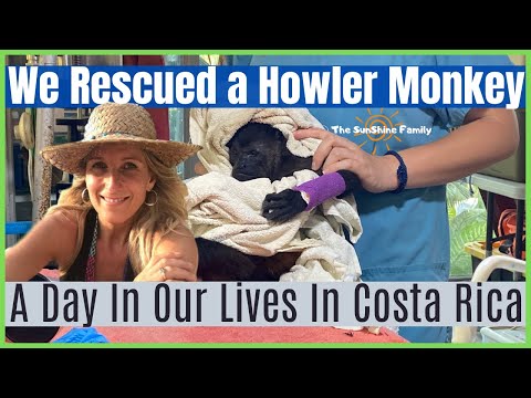 Wildlife In Costa Rica - Howler Monkey Saved !!! [Wild Sun Rescue Center Cabuya Costa Rica]