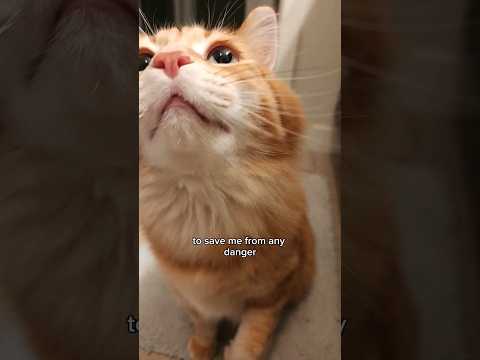 10/10 highly recommend a bathroom buddy #animals #cat #catvideos #cute #cutecat #pets #cuteanimals
