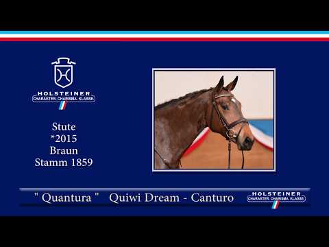 Holsteiner Frühjahrsauktion 2019 | Nr. 130 - Quantura v. Quiwi Dream - Canturo