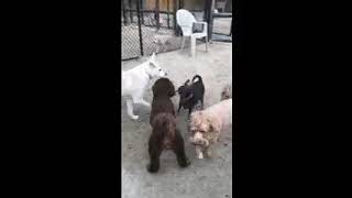 Video preview image #1 Chihuahua-Unknown Mix Puppy For Sale in East Derry, NH, USA