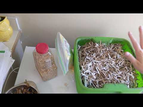 Hot Frog Living Composter Year 1 Day 73 - Harvesting + Restarting Tier 3 - Vermicomposting