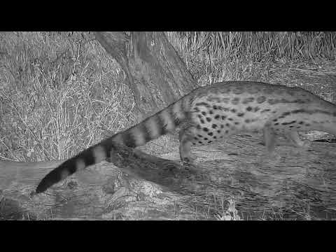 Djuma: Genet on the prowl - 20:31 - 03/27/2022