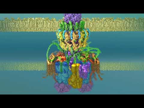 Type 4 secretion system: ii- Pilus biogenesis