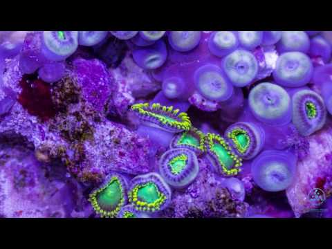 IooN-Cosmic Downtempo - Marine Lifeforms [AstroPilot Music]