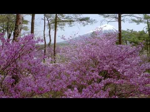 道の駅なるさわ自然探索路つつじ　ドローン映像2021