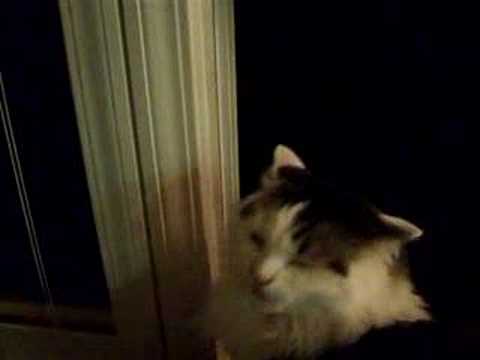 My Evil Cat Hissing and growling