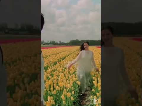 Dekha Ek Khwab | Silsila | Amitabh Bachchan | Rekha | Kishore | Lata