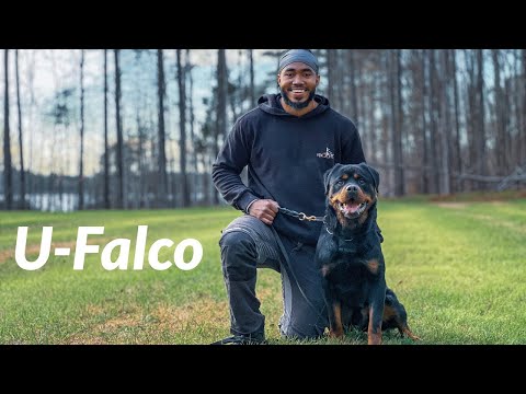 Ankafaxxes U-Falco - 1/2023