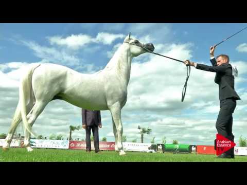 N.34 BOSHRA AL THAMINAH - Chantilly 2017 World Cup - 7 Years old and Older Mares (Class 5)
