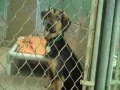 Homeward Bound Shelter Dogs