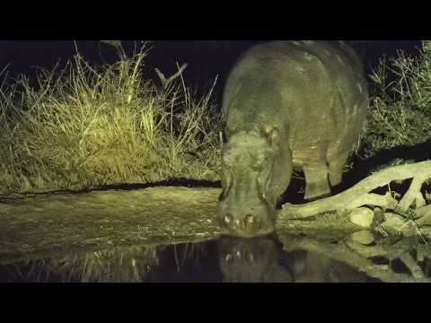 Djuma: Second Hippo coming back to the pan - 03:08 - 08/03/19