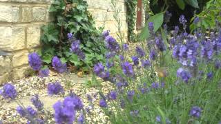 "Hummingbird Hawk Moth" in my garden