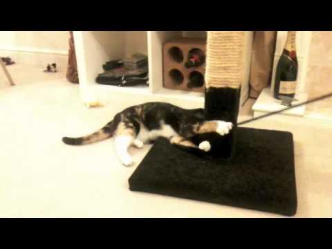 Zoe - Lookin' For Love