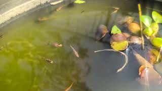 小汚い色のメダカ？2024年11月22日