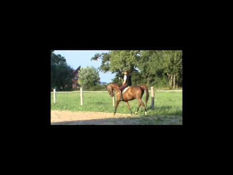 Larina ( Livello X Kolibri)