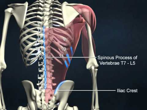 09b Glenohumeral Joint 3b