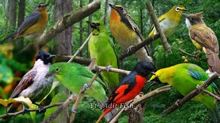 Download lagu Suara pikat yg sering saya gunakan/buat memikat burung² yg ada di hutan/ suara pikat andalan mp3