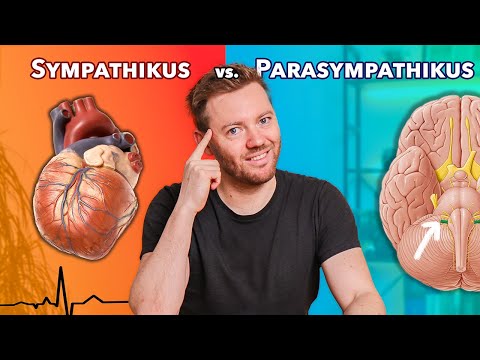 Das autonome Nervensystem: Sympathikus vs. Parasympathikus