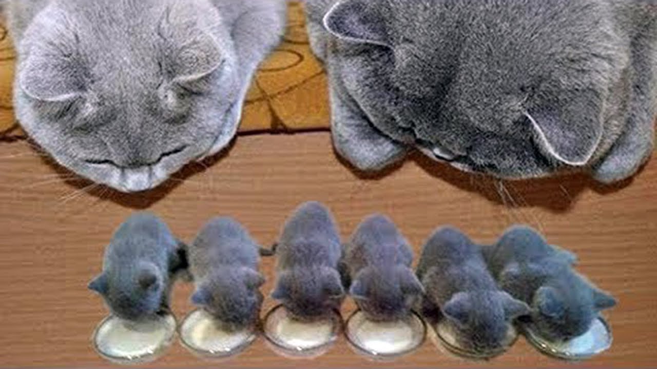 ♥かわいい犬と猫面白いことP31♥ペットかわいい動画2019