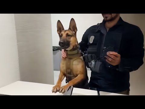 J'ai besoin d'un chien policier pour me protéger mais j'ai un chien malinois comique.