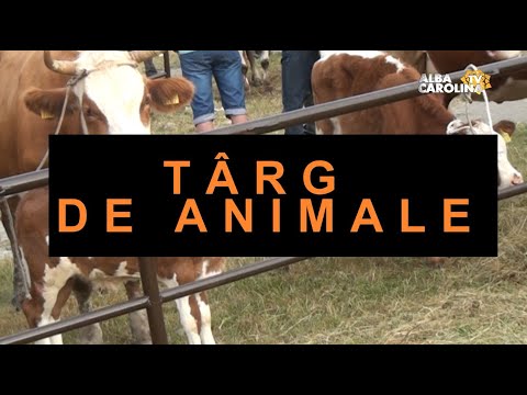 Târg de animale la Câmpeni, 28 August 2021