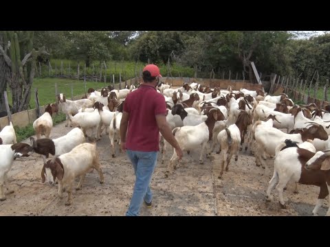 Fazenda em Alto Longá se destaca pela qualidade de eficiência reprodutiva de caprinos 19 03 2022