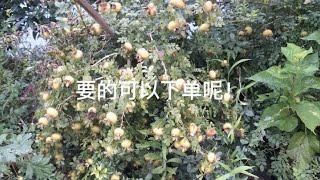 要的可以下单呢！