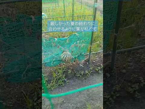 園芸 夏の果物はいつ収穫するの?
