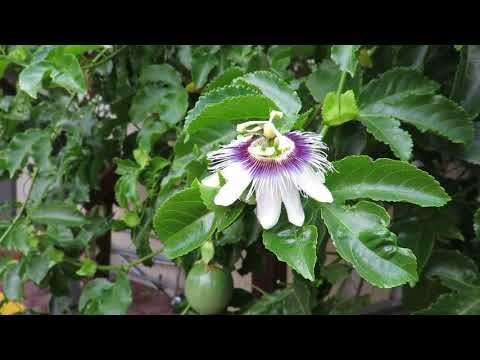 San Jose Garden- Passion Fruit  hand pollination