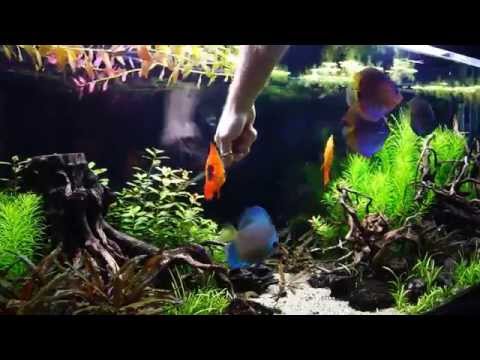 Background touch up in Discus tank (August 2015)