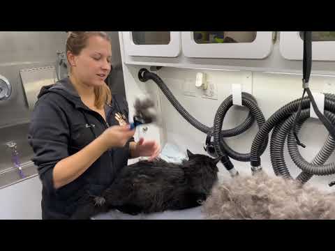 Cat brush-out & deshedding video