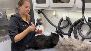 Cat brush-out & deshedding video