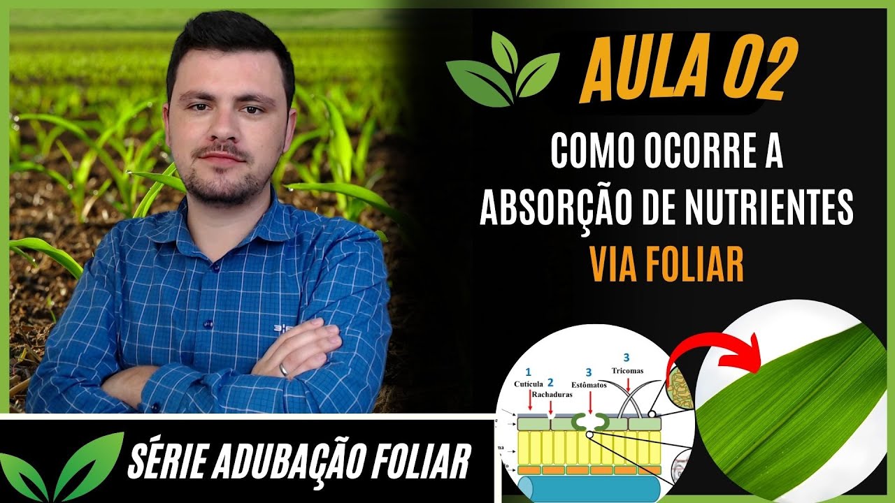 Aula 02: Como que ocorre a ABSORÇÃO DE NUTRIENTES pelas folhas (SÉRIE ADUBAÇÃO FOLIAR)