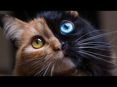 Cats With Multi-Colored Eyes Are Stunning…But What Causes It?