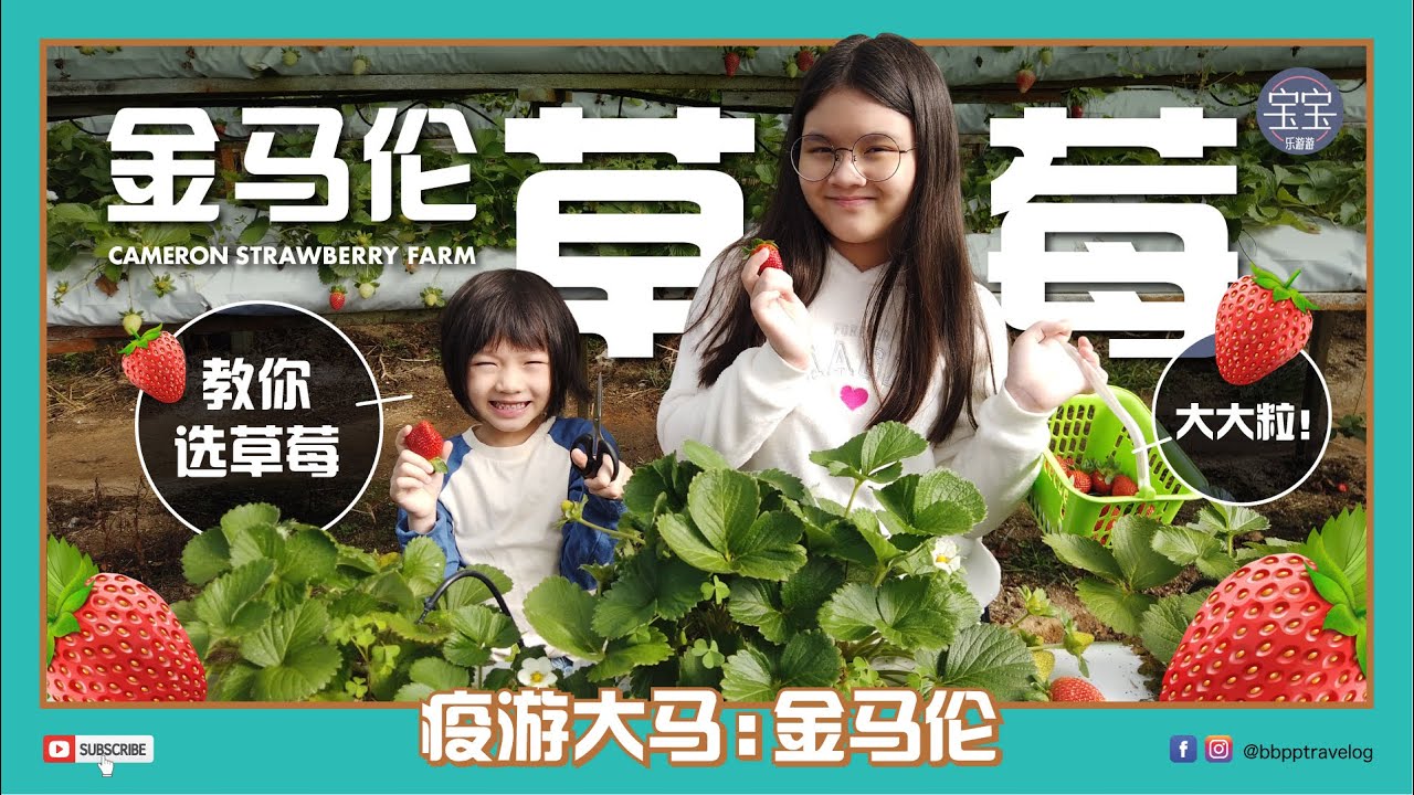 [金马伦高原] EP 10: 大大粒！金马伦草莓 Cameron Strawberry Farm