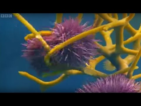 Army of Sea Urchins? | Planet Earth | BBC Earth
