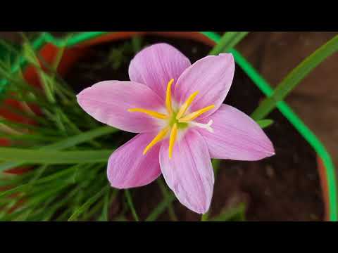 Rainlilly Grandiflora Pink