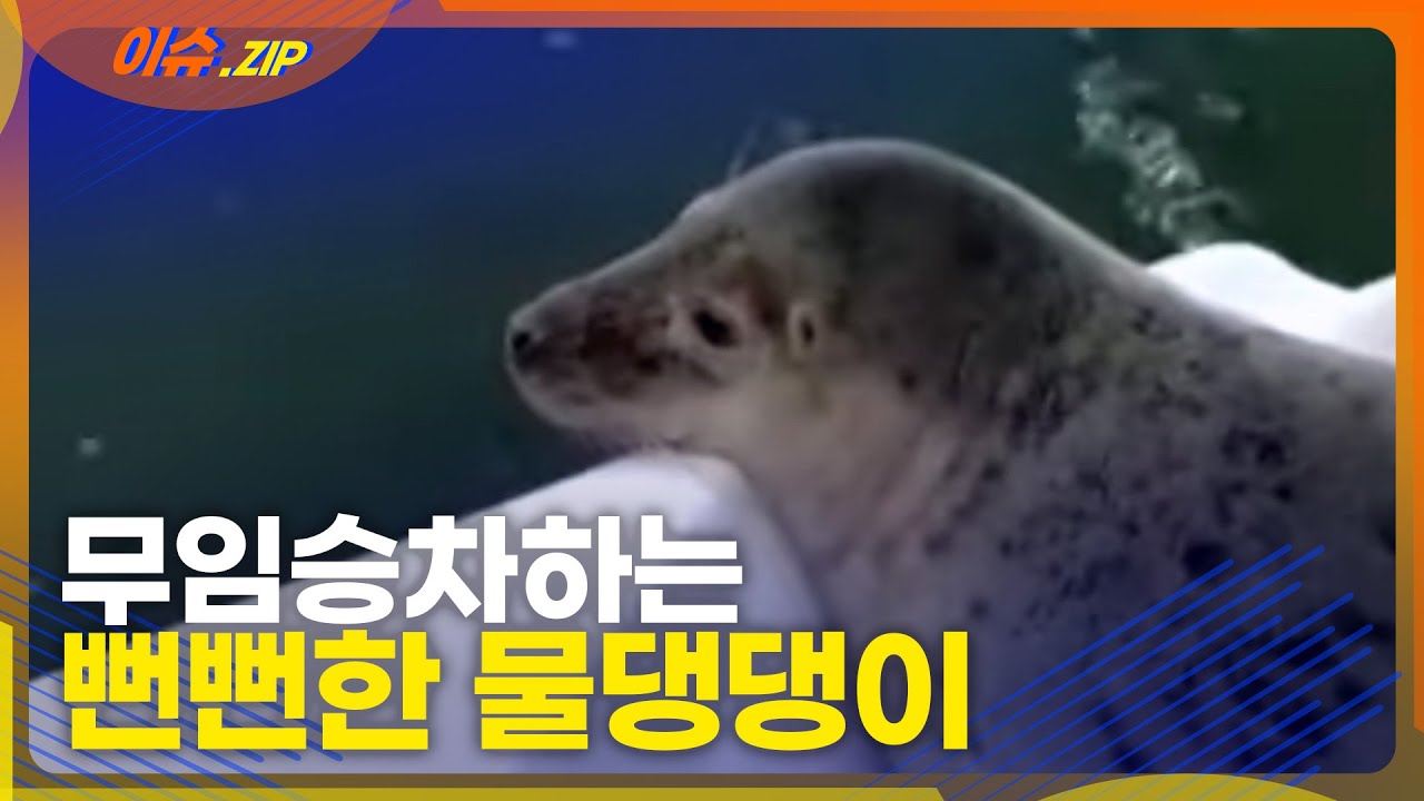 뜬금없이 무임승차하는 뻔뻔한 물댕댕이 | 어디로 가야하죠~ 아조씨~♬