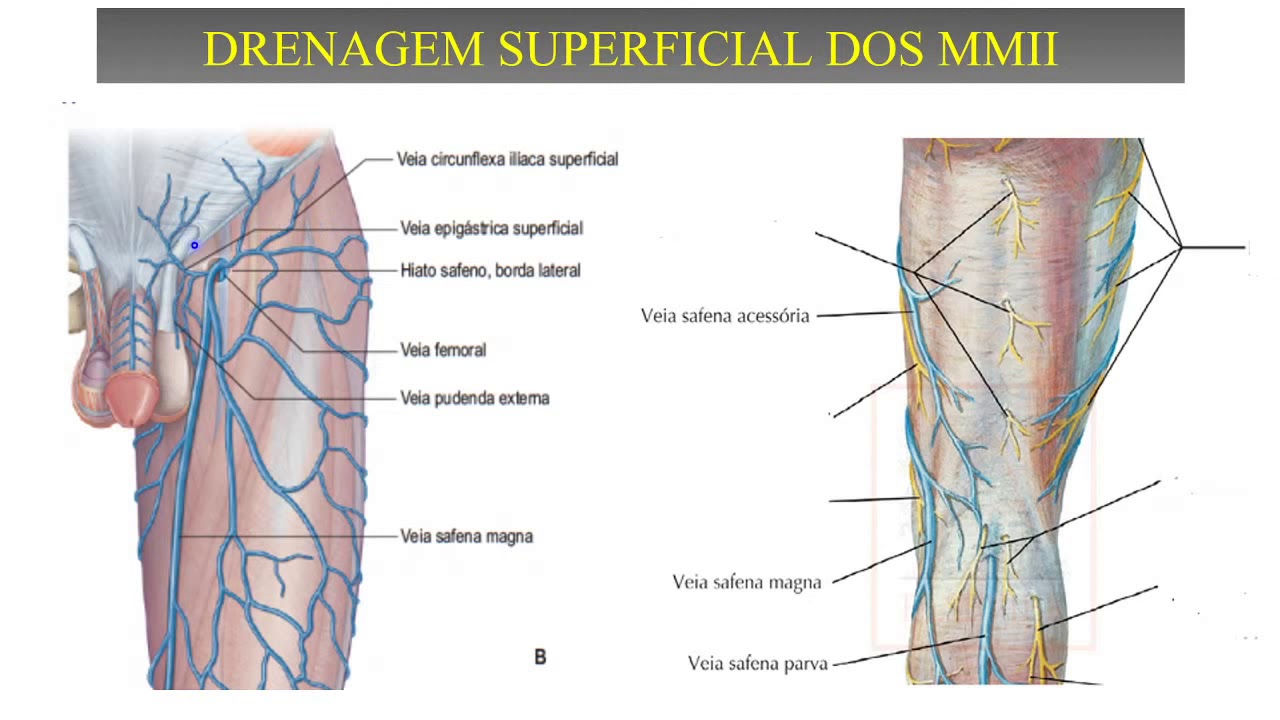 QuarentAnato UFTM - Veias (Membros Inferiores)