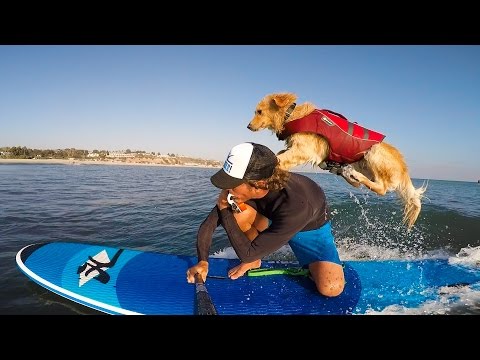 This Golden Retriever was homeless until he learned how to surf
