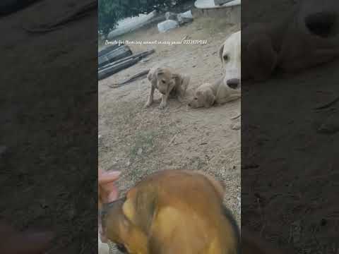 From Street to Safe 🏡 | Dog Rescue #shorts #dogrescue #savethestrays  #streetdog #labrador #pitbull