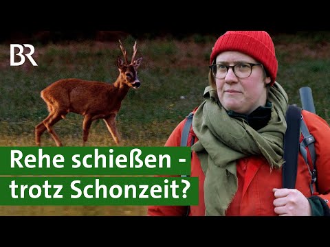 Rehe jagen, Wald schützen: Jäger fordern andere Schonzeiten | Jagd und Wald | Unser Land | BR